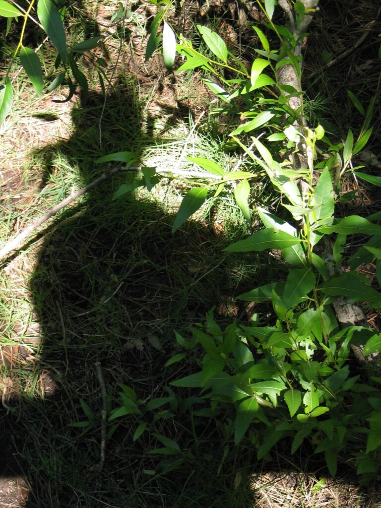 Self portrait: silhouette head to waist against green foliage.
